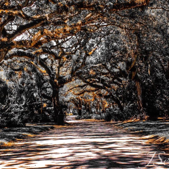 More Banyan Trees