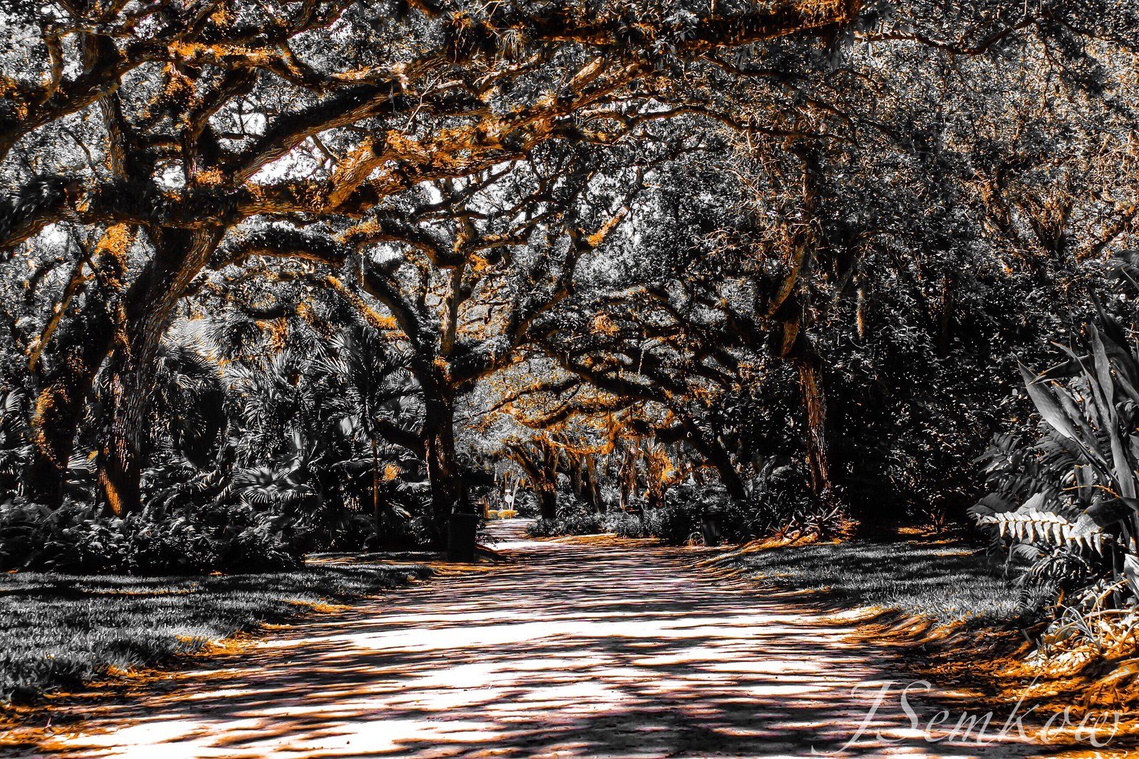 More Banyan Trees