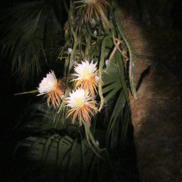 Cereus Nite LIFE On My Palm