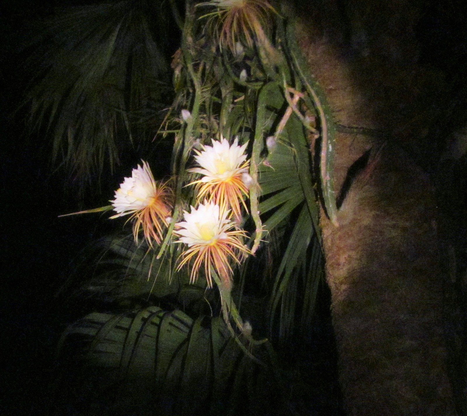 Cereus Nite LIFE On My Palm