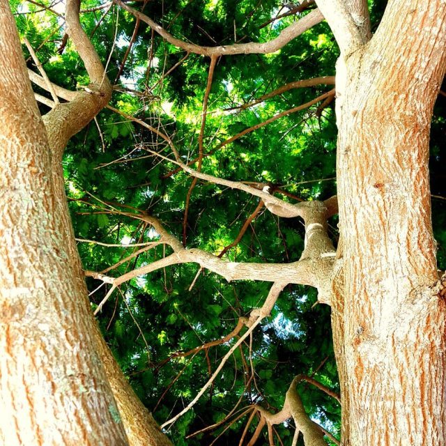 Mimosa Tree Vero Beach