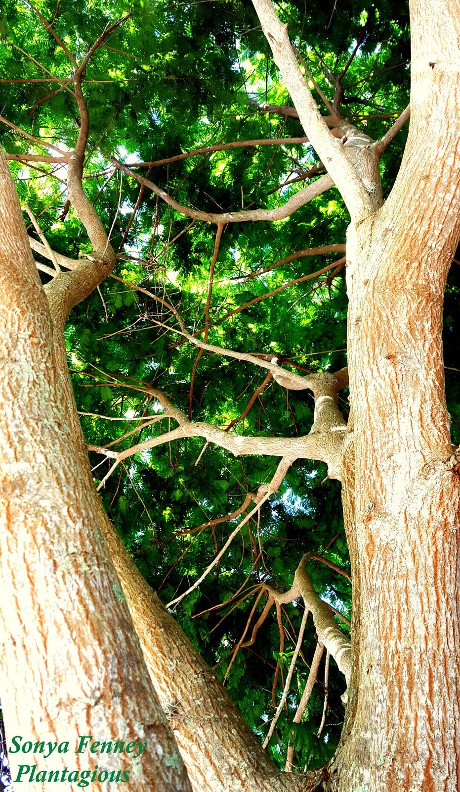 Mimosa Tree Vero Beach