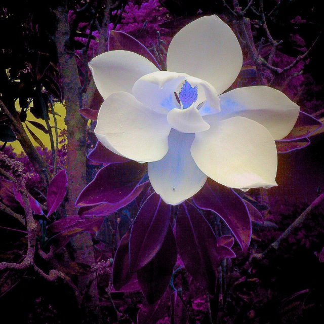 Mommy's Magnolia