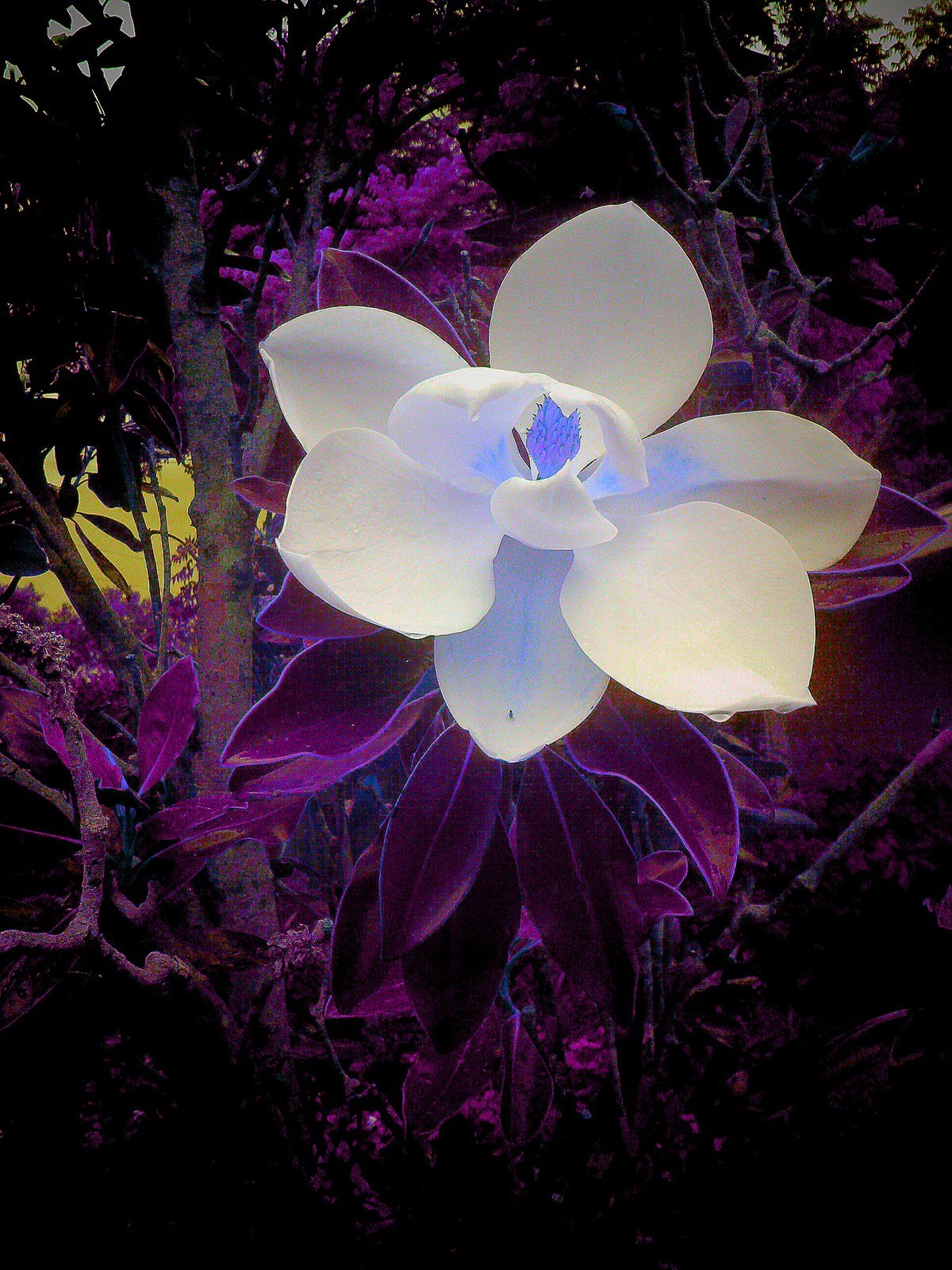 Mommy's Magnolia