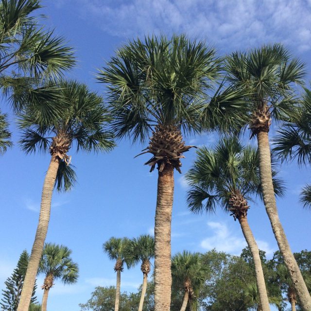Vero Palms