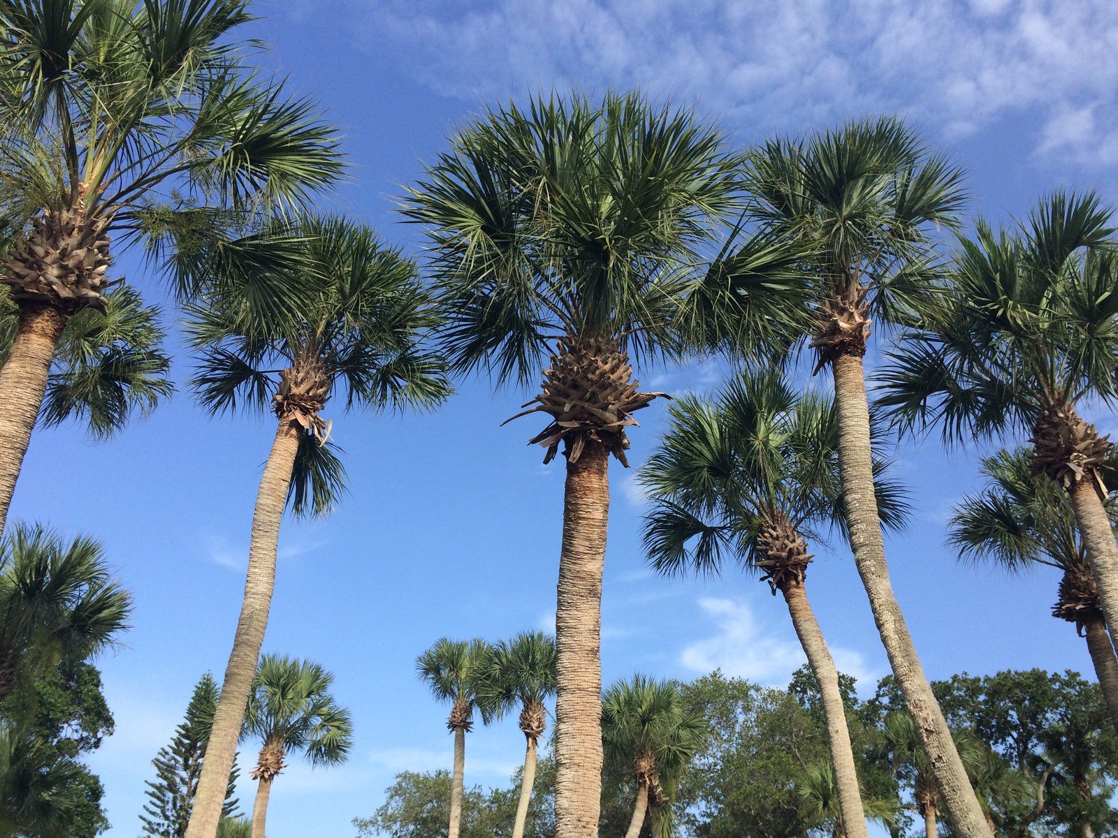 Vero Palms