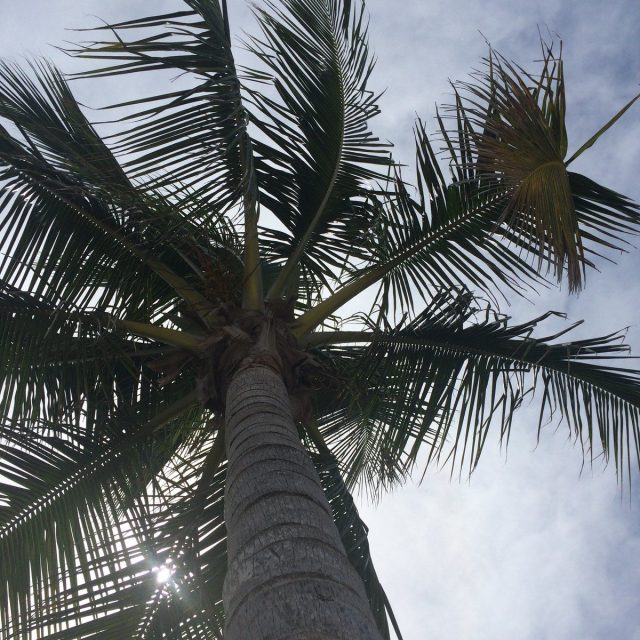 Vero Beach Palm