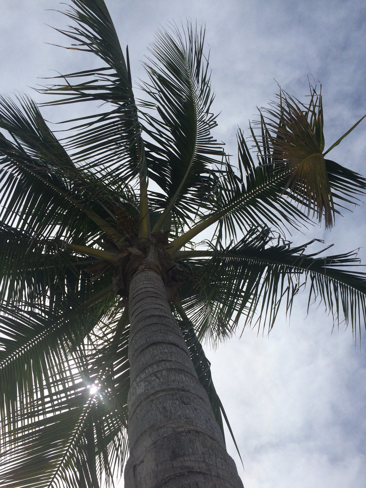 Vero Beach Palm