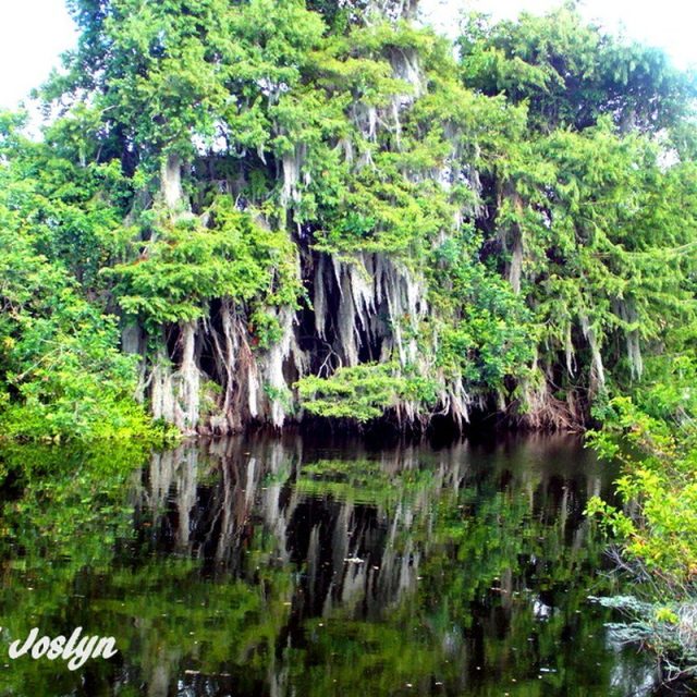 Blue Cypress Beauty
