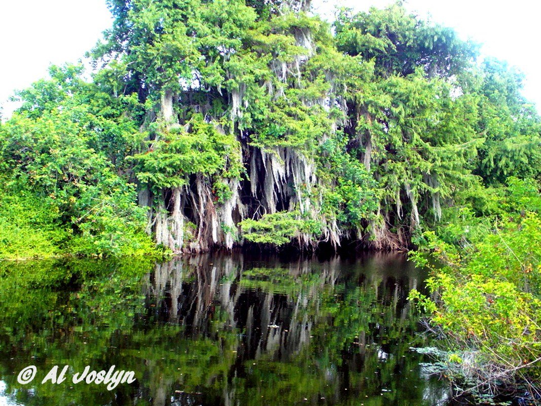 Blue Cypress Beauty