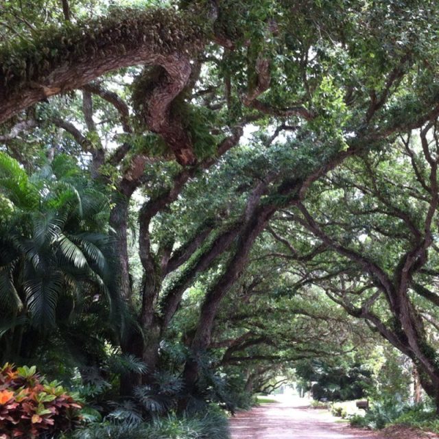 Enchanted Stroll