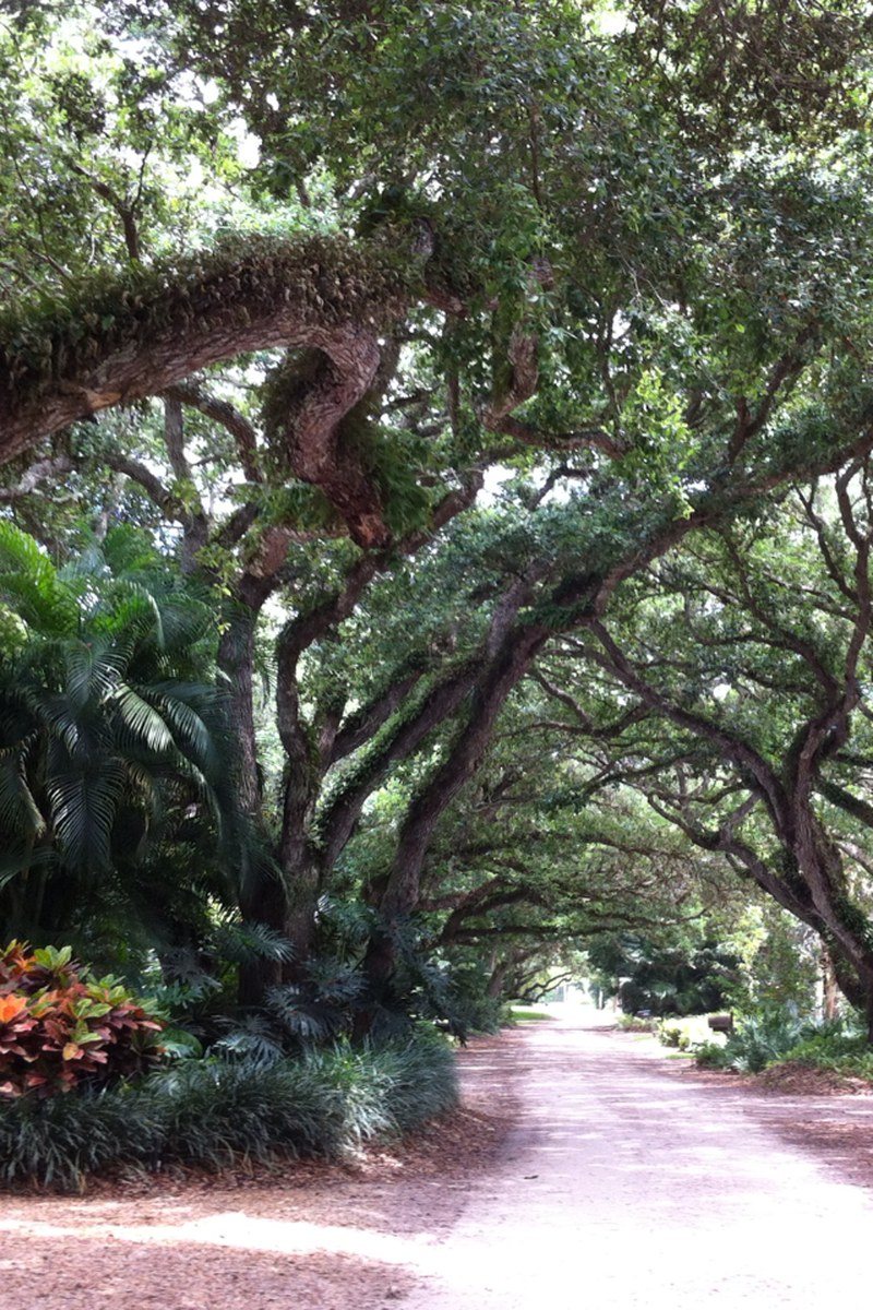 Enchanted Stroll