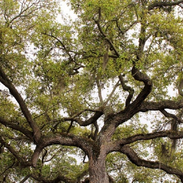 A Twisted Tree