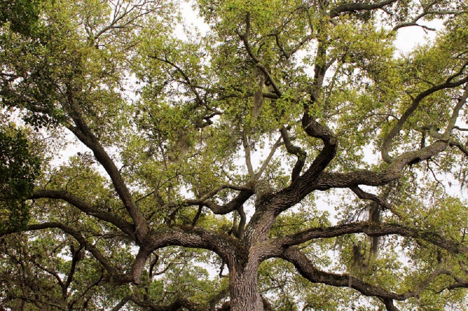 A Twisted Tree