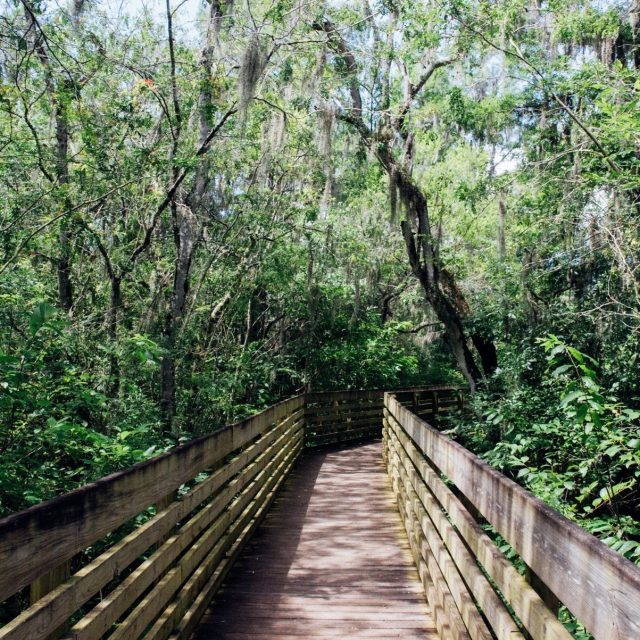 Lettuce Lake Boardwalk