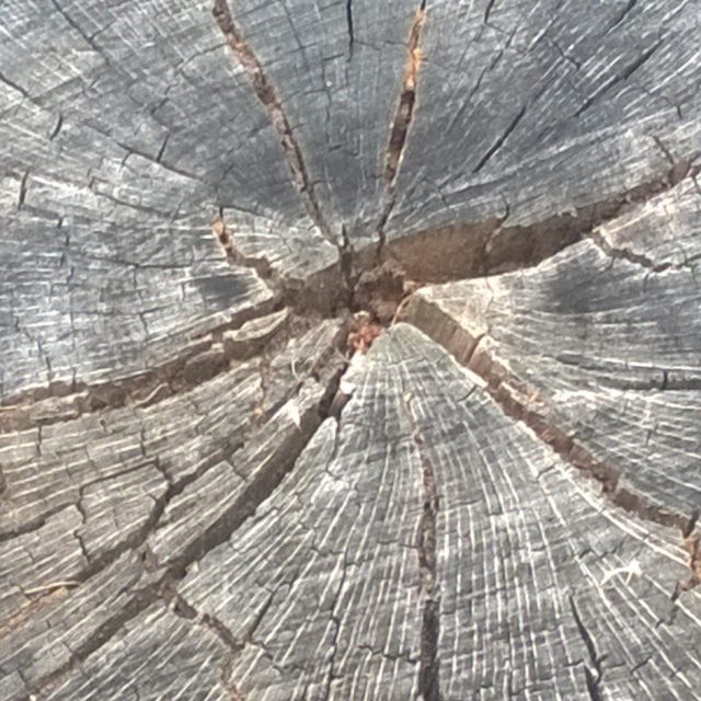 A Tree With A Star Shape