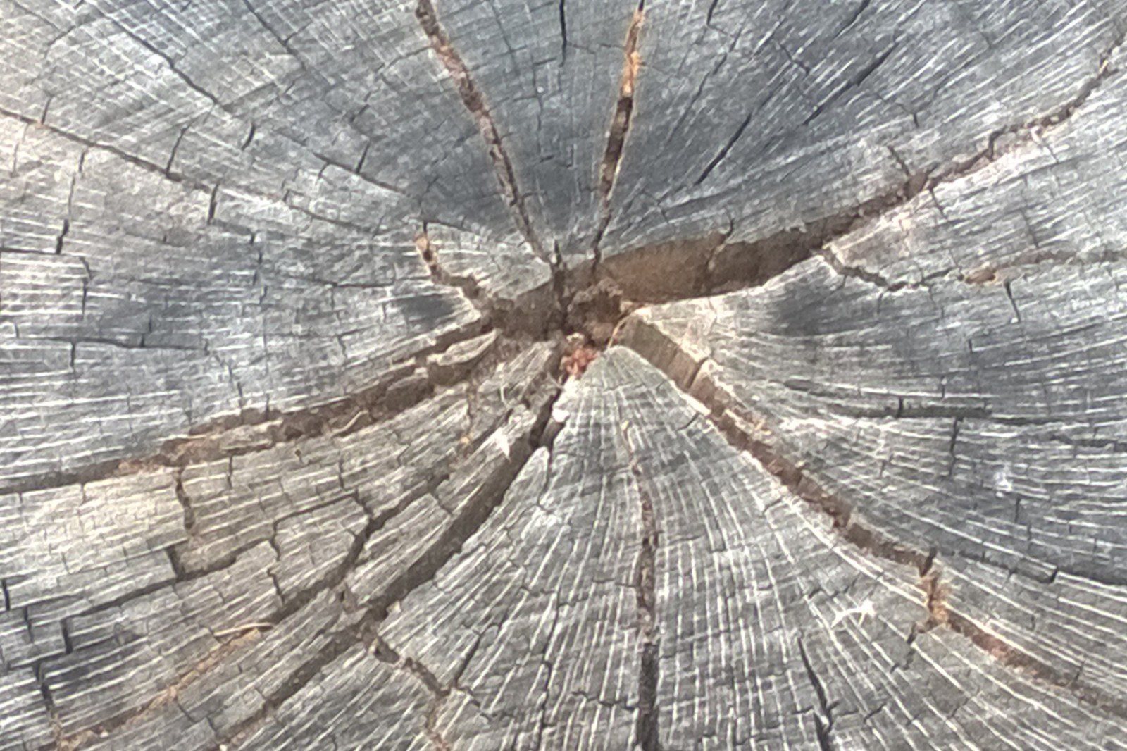 A Tree With A Star Shape