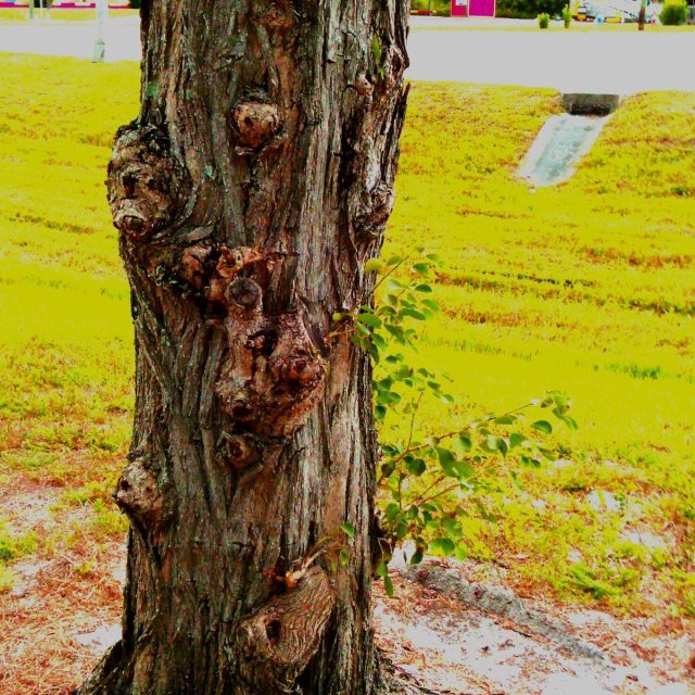 Animal Spirit Tree