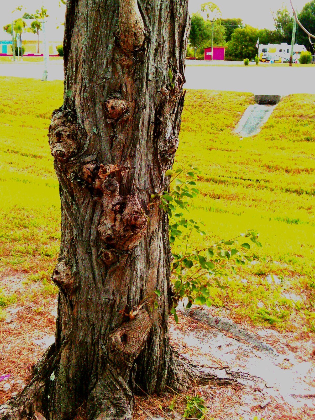 Animal Spirit Tree