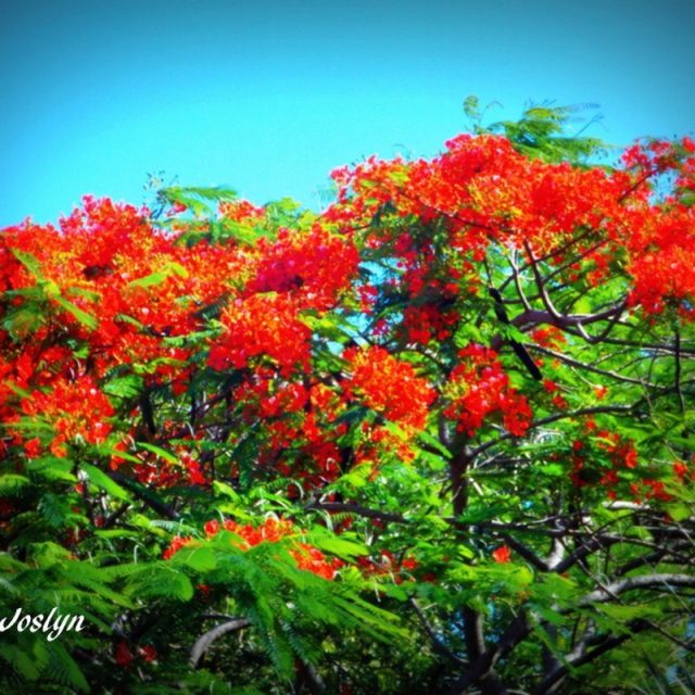 Poinciana Tree