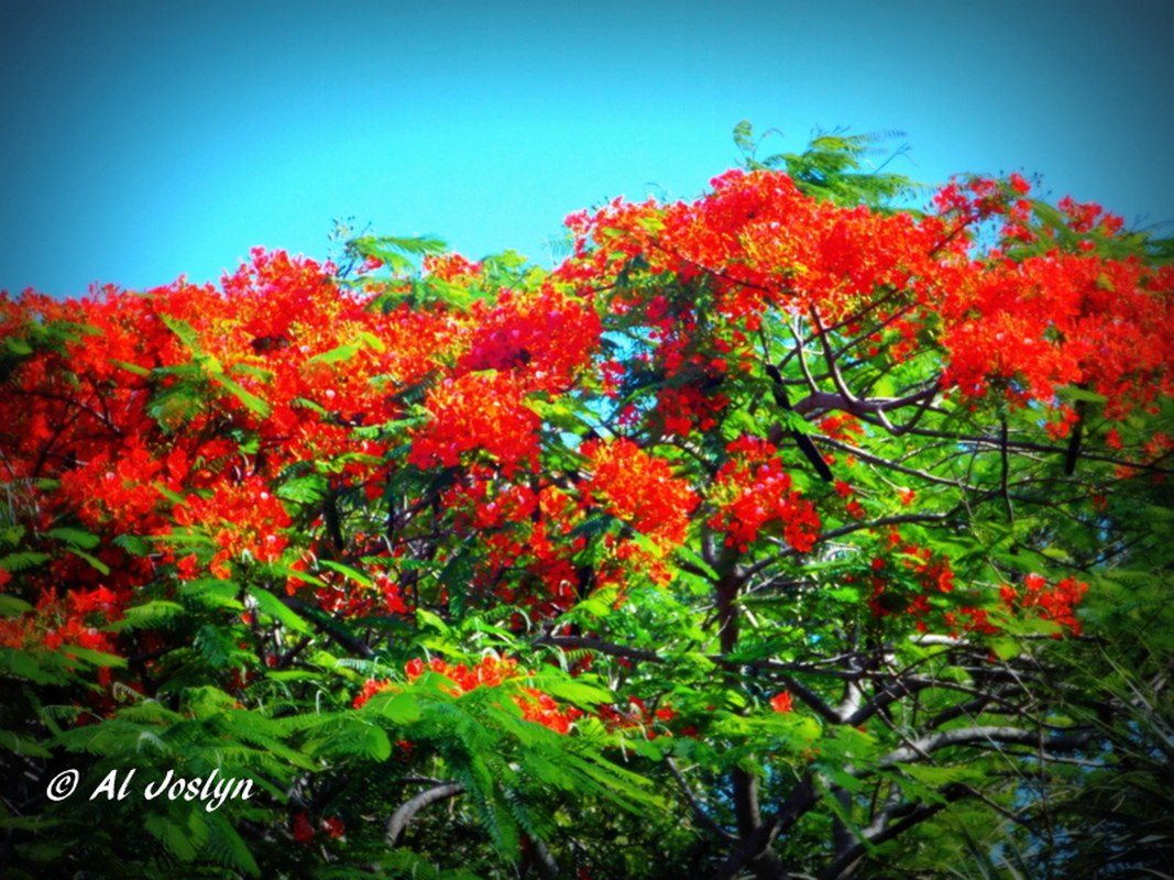 Poinciana Tree