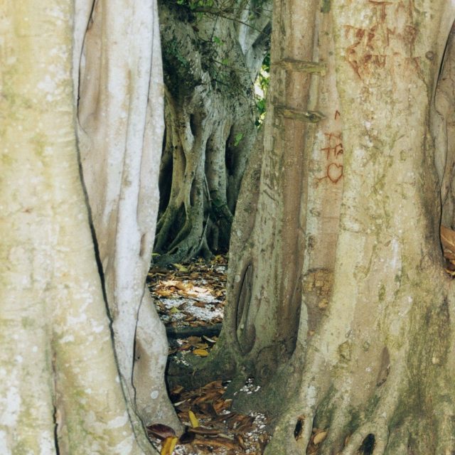 Banyan Trees