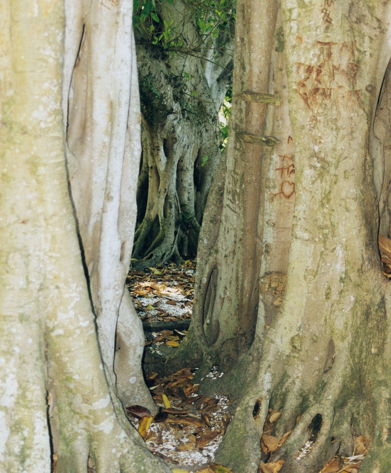 Banyan Trees