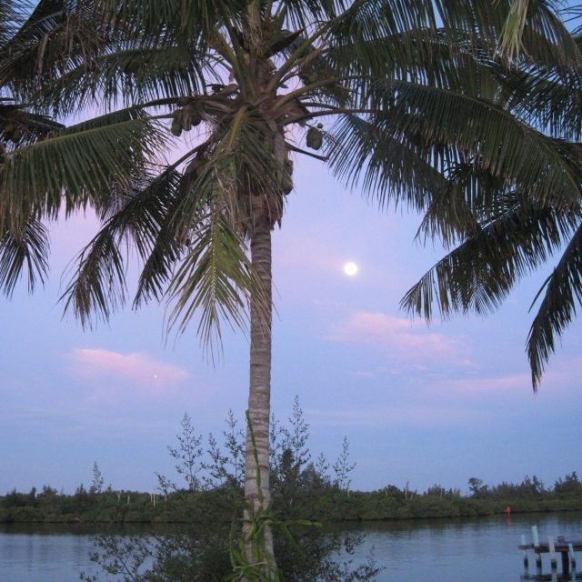 Jungle Trail Palm, Full Moon Setting