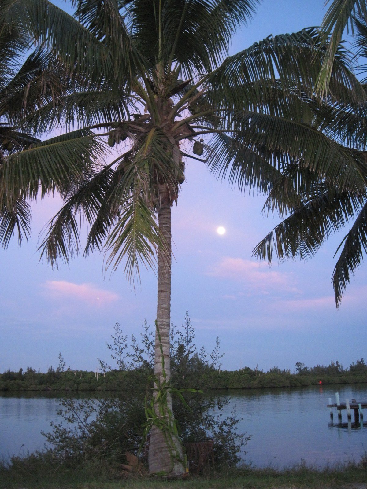 Jungle Trail Palm, Full Moon Setting