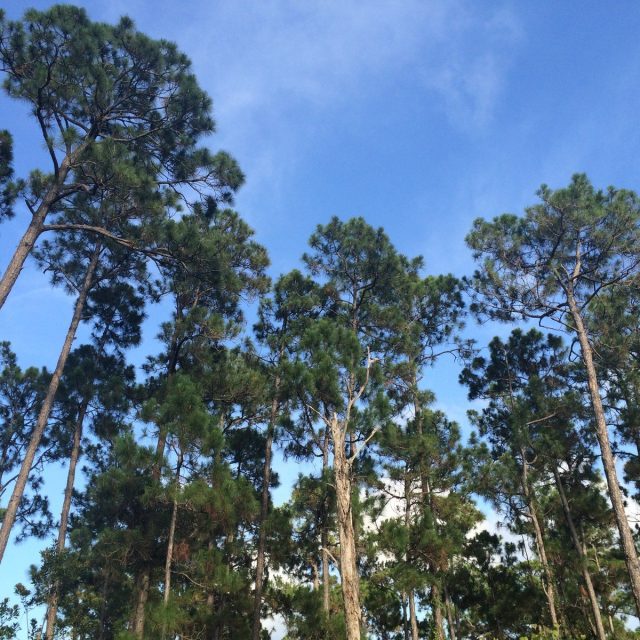 The Reserve