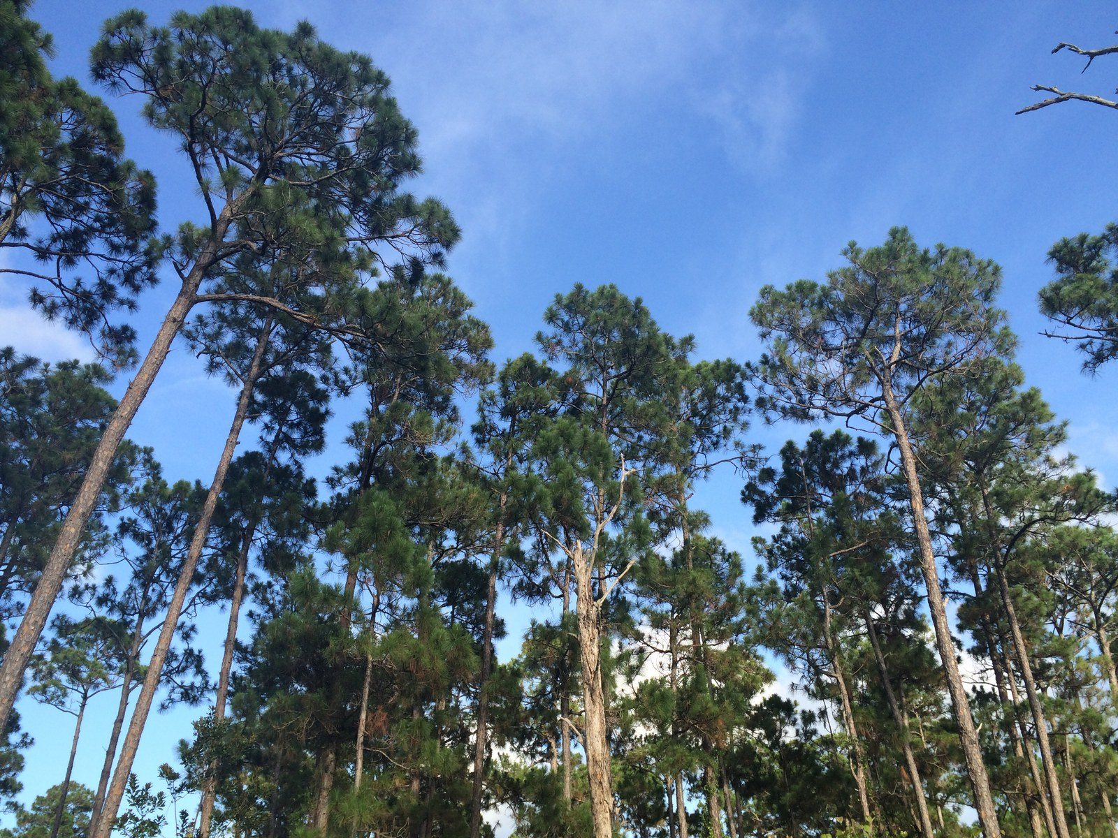 The Reserve