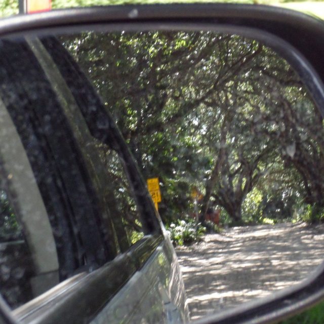 Street Trees