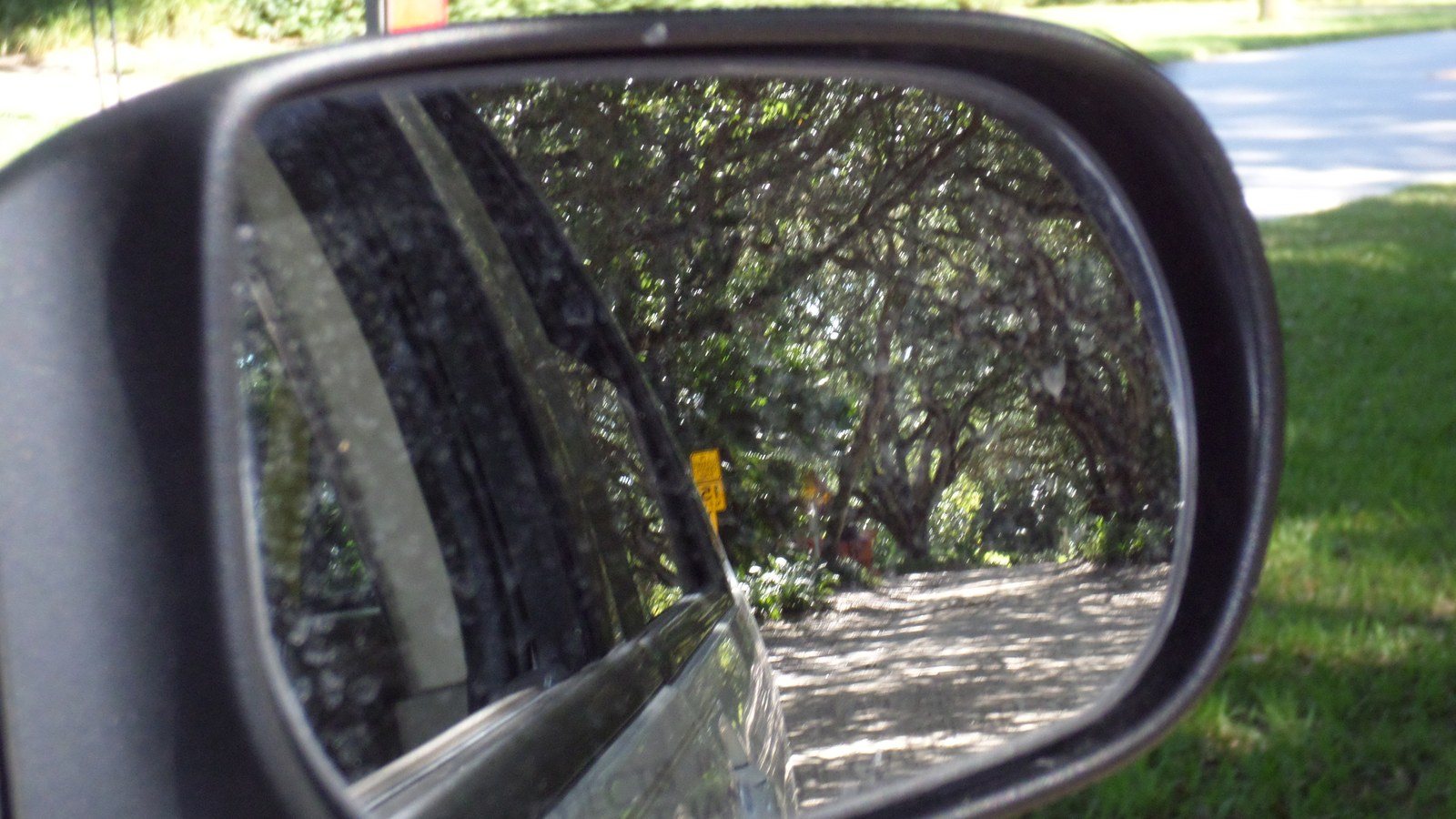 Street Trees
