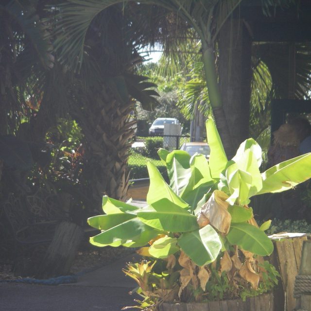River Side Cafe