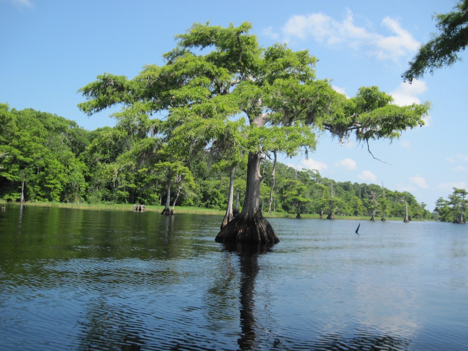 BLUE CYPRESS