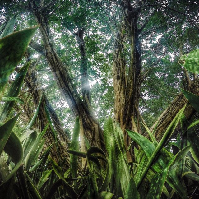 Save The Banyans
