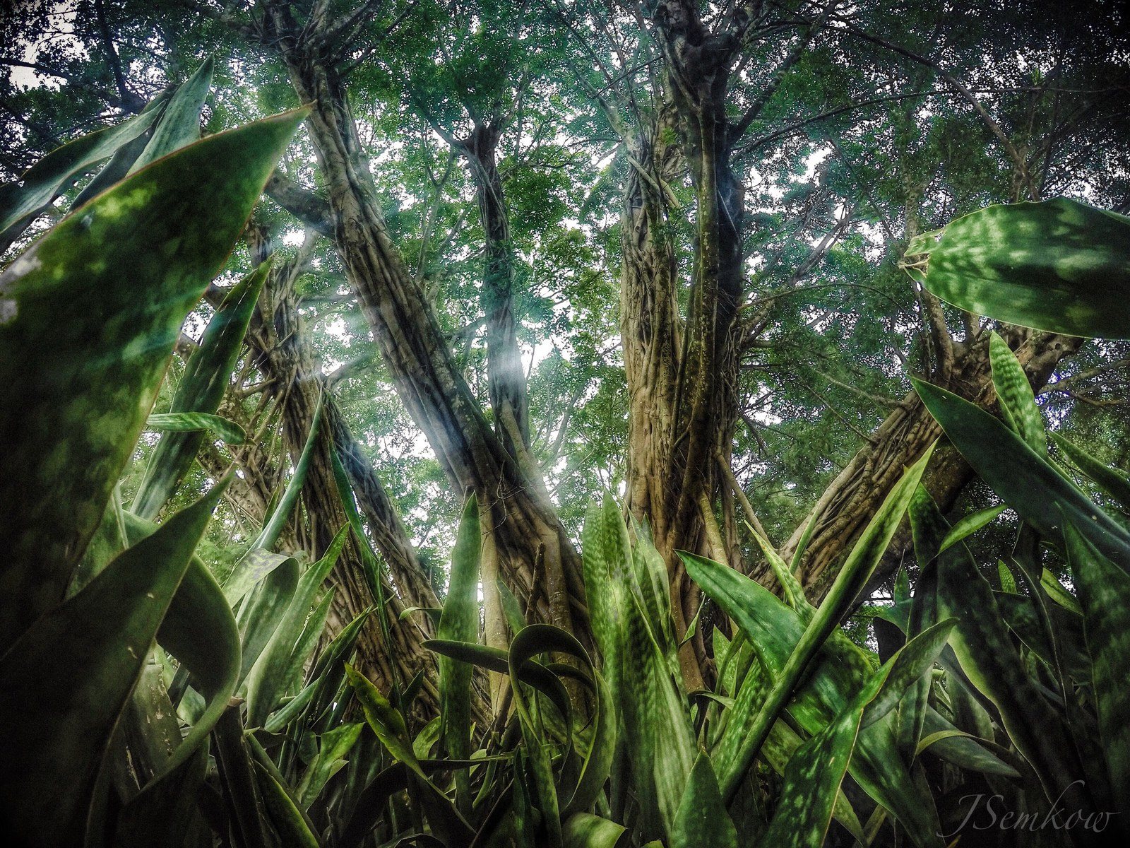 Save The Banyans