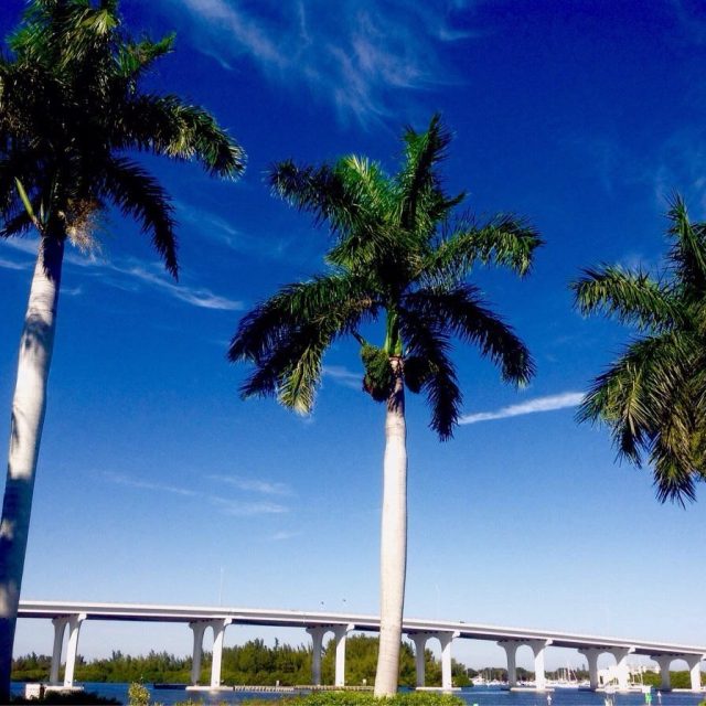 King Palms
