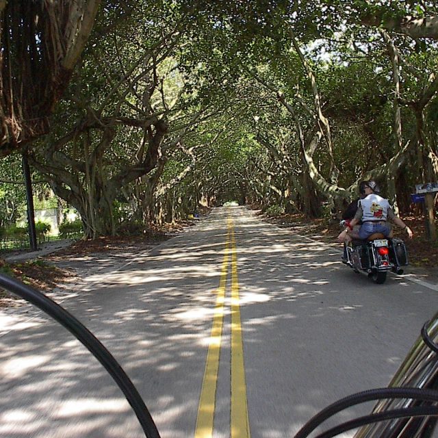 That's The Life! Riding Thru A Tunnel Of Trees