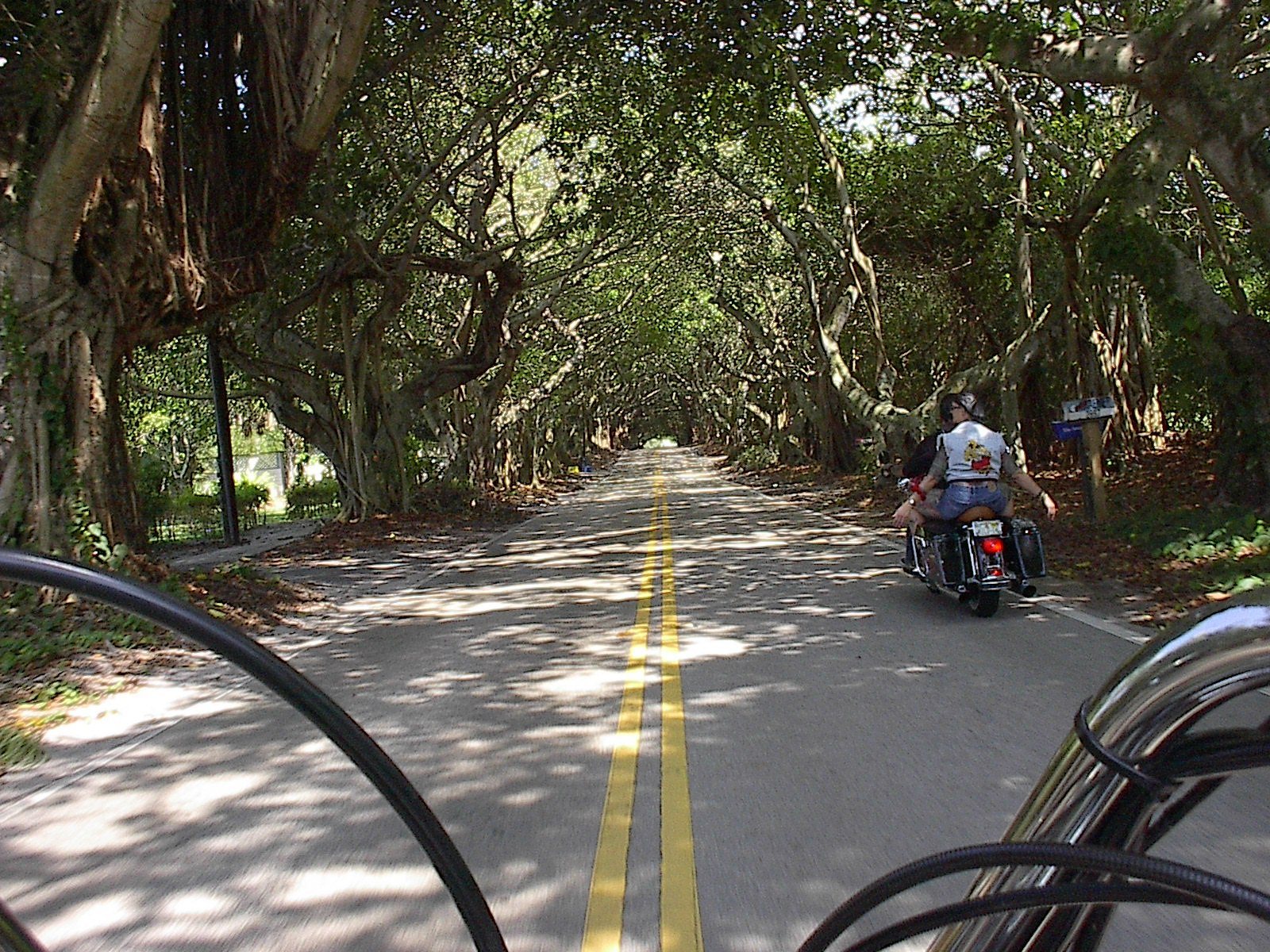 That's The Life! Riding Thru A Tunnel Of Trees