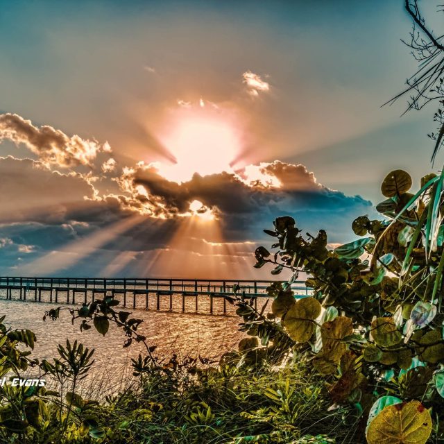"Florida Coastline Tree's"