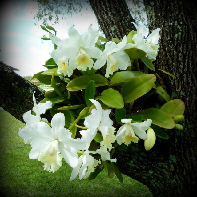Orchid In Bottlebrush Tree
