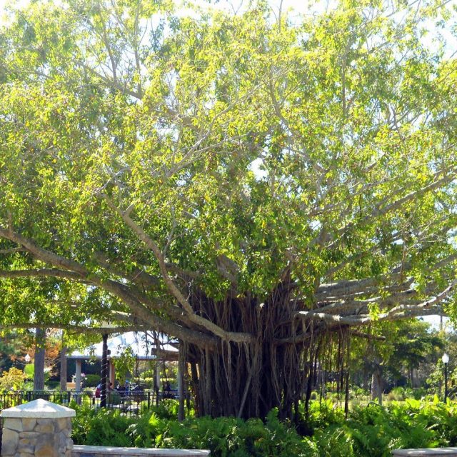 Beautiful Banyan