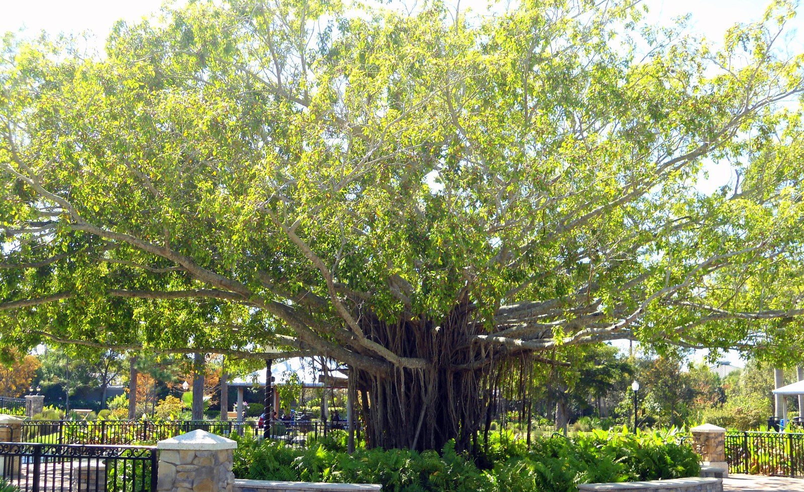 Beautiful Banyan