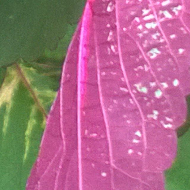 Purple Leave Surrounded By Leaves