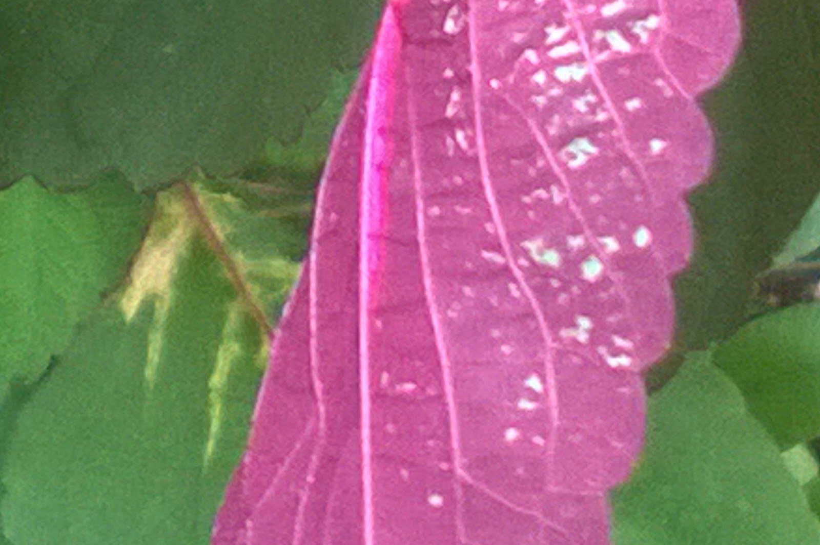 Purple Leave Surrounded By Leaves