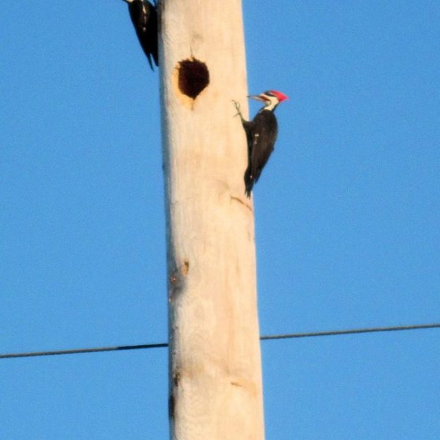 Life In The Pileated Woodpecker Condos