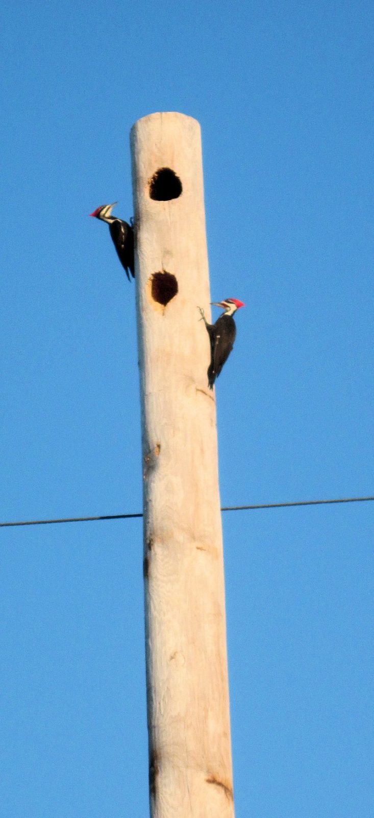 Life In The Pileated Woodpecker Condos