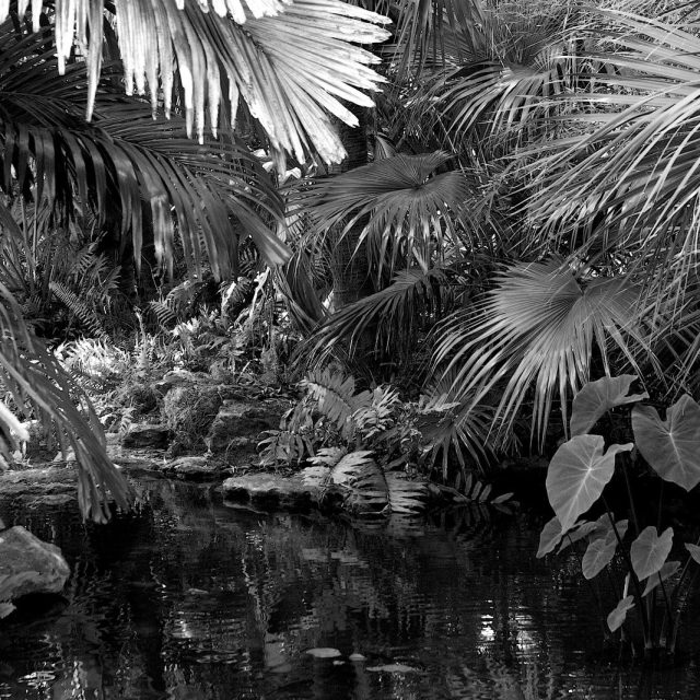 Tropical Lagoon