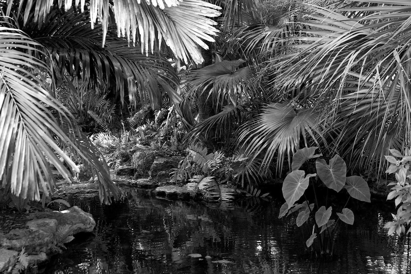 Tropical Lagoon